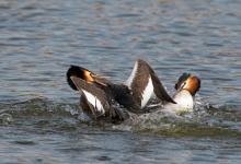   Great Crested Grebs Fighting DM1711