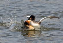   Great Crested Grebs Fighting DM1714