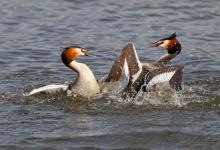   Great Crested Grebs Fighting DM1715