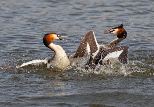   Great Crested Grebs Fighting DM1715