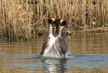   Great Crested Grebs Weed Dance  DM1716