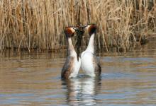   Great Crested Grebs Weed Dance DM1717