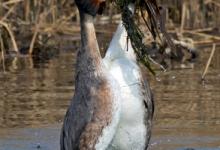   Great Crested Grebs Weed Dance DM1718