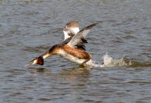  Great Crested Grebe DM1734