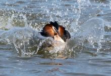  Great Crested Grebe DM1735