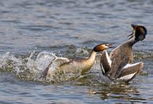  Great Crested Grebs Fighting  DM17119