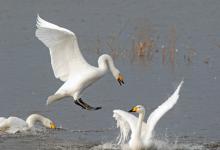 Aggresive Whooper Swans DM1720