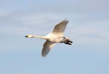 Bewick Swan DM0968