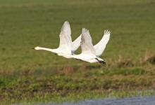 Bewick Swans in Flight DM0966