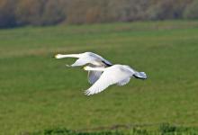 Bewick Swans in Flight DM0967