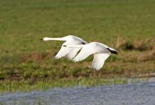 Bewick Swans in Flight DM965