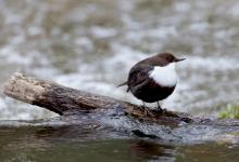 Black Bellied Dipper DM1721