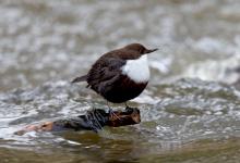 Black Bellied Dipper DM1736