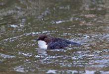 Black Bellied Dipper DM1737