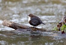 Black Bellied Dipper DM1738