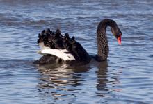 Black Swan 2 DM0391