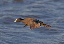 Coot in Flight DM0937