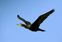 Cormorant DM0959