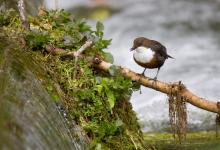 Dipper 5 DM0393