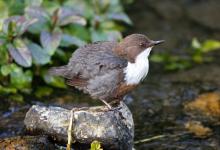 Dipper DM0939