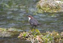 Dipper DM0940