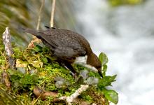 Dipper DM0942