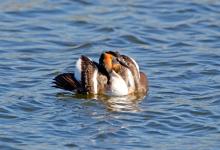 Great Crested Grebe 3