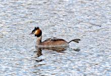 Great Crested Grebe 5