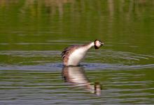 Great Crested Grebe 6