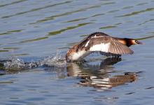 Great Crested Grebe DM1423