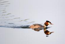 Great Crested Grebe