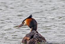 Great Crested Grebe with Young  DM1722