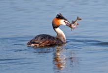 Great Crested Grebe with a Fish 2