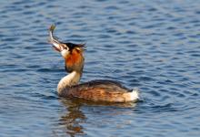 Great Crested Grebe with a Fish 4