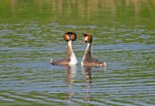 Great Crested Grebes 12