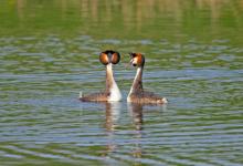 Great Crested Grebes 12