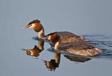 Great Crested Grebes 2