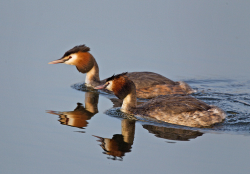 Great Crested Grebes 2