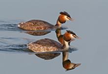 Great Crested Grebes 3