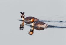 Great Crested Grebes 5