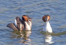Great Crested Grebes 6