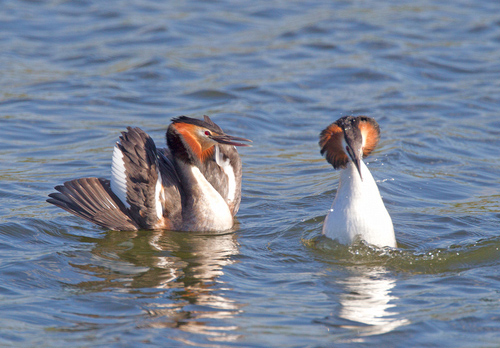 Great Crested Grebes 6