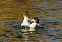 Great Crested Grebes