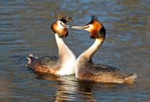Great Crested Grebes 8