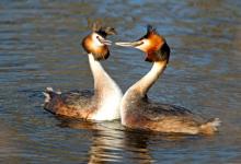 Great Crested Grebes 8