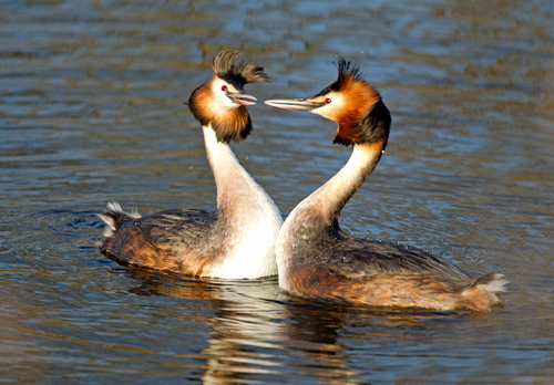 Great Crested Grebes 8
