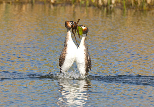 Great Crested Grebes 9