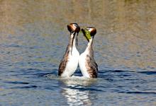 Great Crested Grebes 10