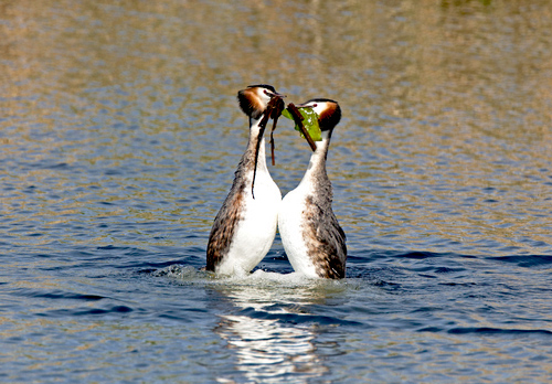Great Crested Grebes 10