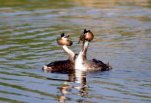 Great Crested Grebes